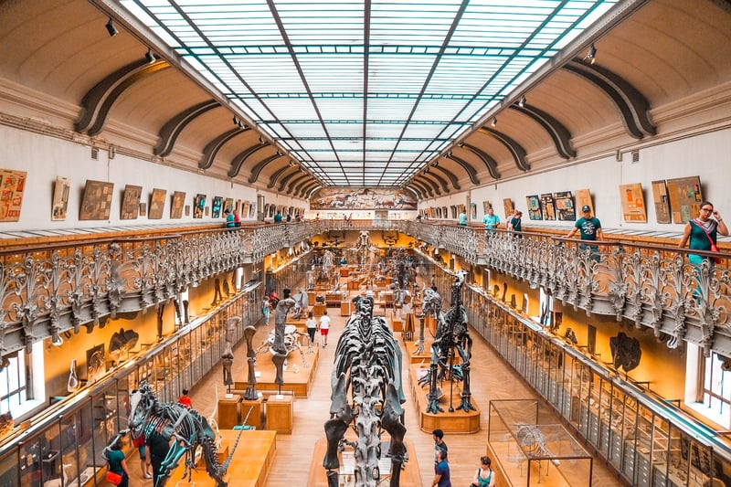 Dinosaur Fossil
